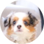 Mini Aussiedoodle Puppy For Sale Fairfield Furbabies Mini Aussiedoodle Puppy For Sale - Fairfield Furbabies
