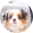 Mini Aussiedoodle Puppies For Sale - Fairfield Furbabies Mini Aussiedoodle Puppies For Sale - Fairfield Furbabies