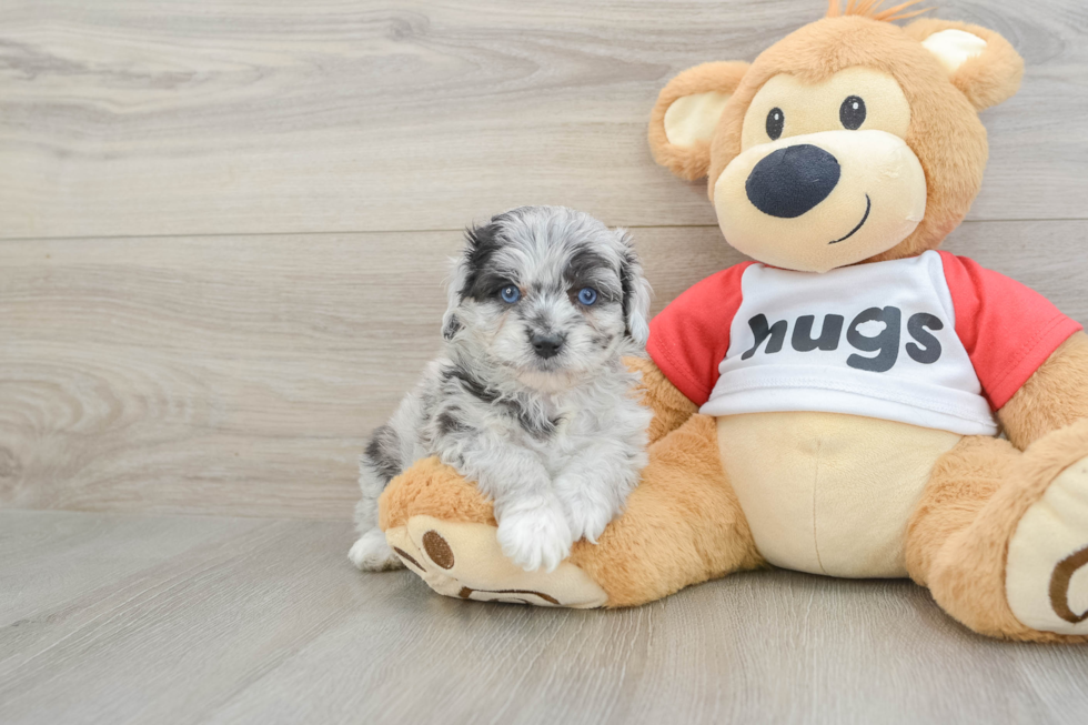 Mini Aussiedoodle Puppy for Adoption