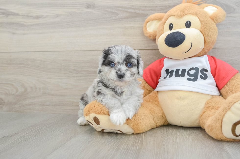 5 week old Mini Aussiedoodle Puppy For Sale - Fairfield Furbabies