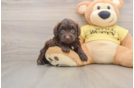 Mini Aussiedoodle Puppy for Adoption