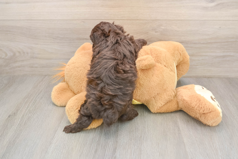 Mini Aussiedoodle Puppy for Adoption