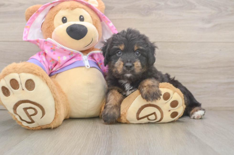6 week old Mini Aussiedoodle Puppy For Sale - Fairfield Furbabies