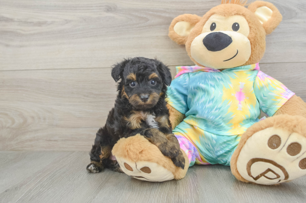 5 week old Mini Aussiedoodle Puppy For Sale - Fairfield Furbabies