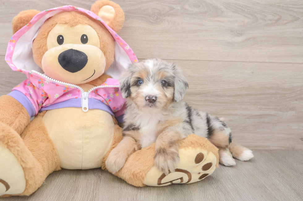 6 week old Mini Aussiedoodle Puppy For Sale - Fairfield Furbabies