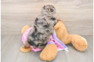 Mini Aussiedoodle Puppy for Adoption