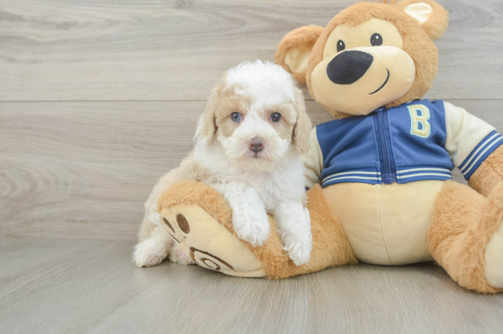 6 week old Mini Aussiedoodle Puppy For Sale - Fairfield Furbabies