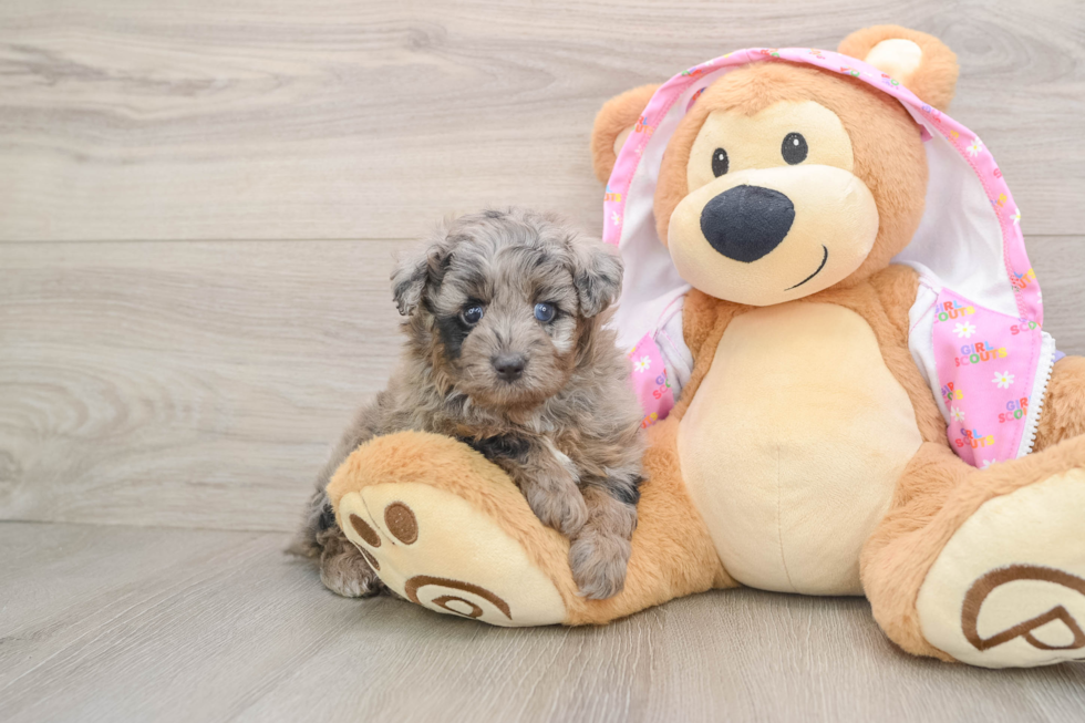 Mini Aussiedoodle Pup Being Cute