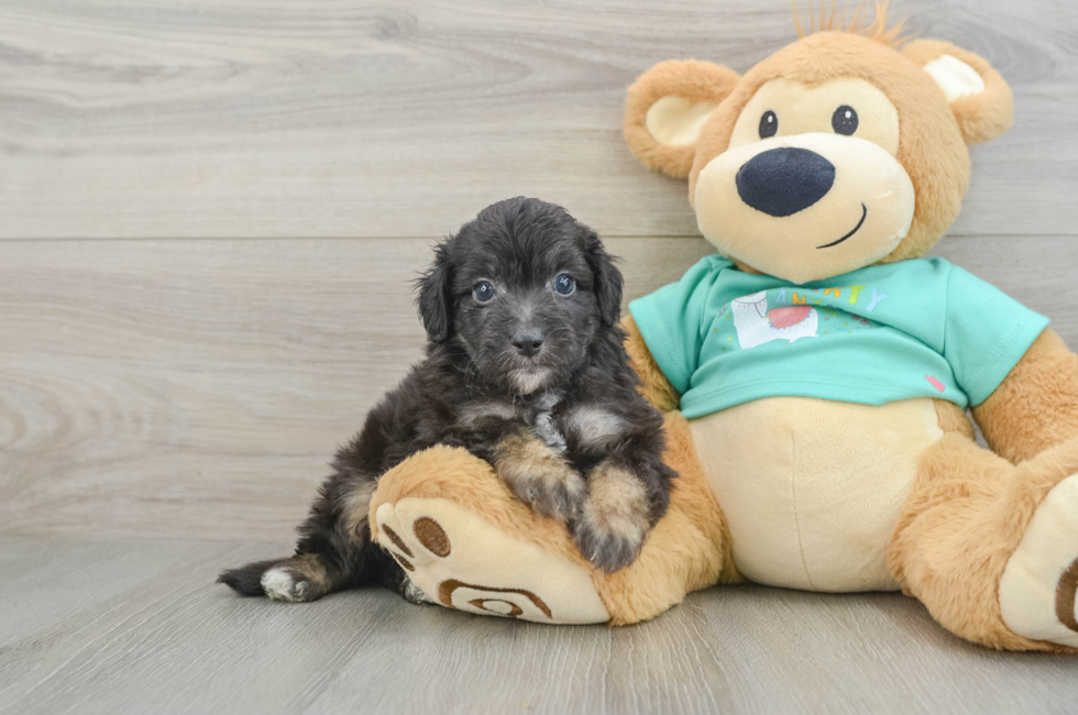 6 week old Mini Aussiedoodle Puppy For Sale - Fairfield Furbabies