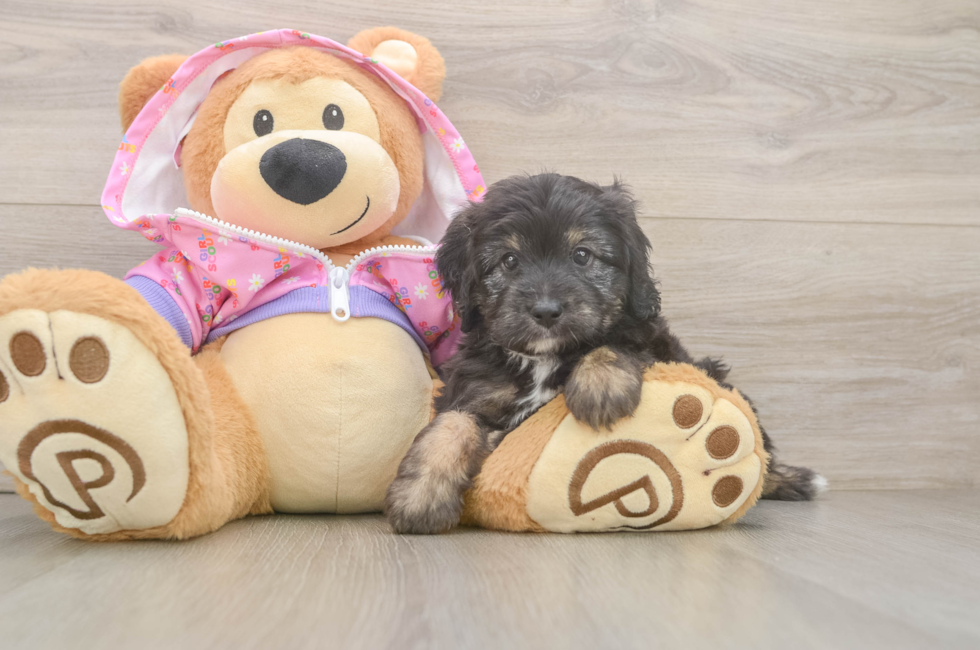 6 week old Mini Aussiedoodle Puppy For Sale - Fairfield Furbabies