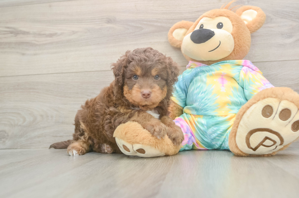5 week old Mini Aussiedoodle Puppy For Sale - Fairfield Furbabies