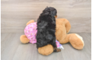 Energetic Aussie Poo Poodle Mix Puppy