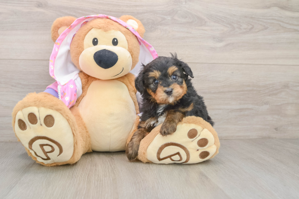 Funny Mini Aussiedoodle Poodle Mix Pup