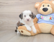 8 week old Mini Aussiedoodle Puppy For Sale - Fairfield Furbabies