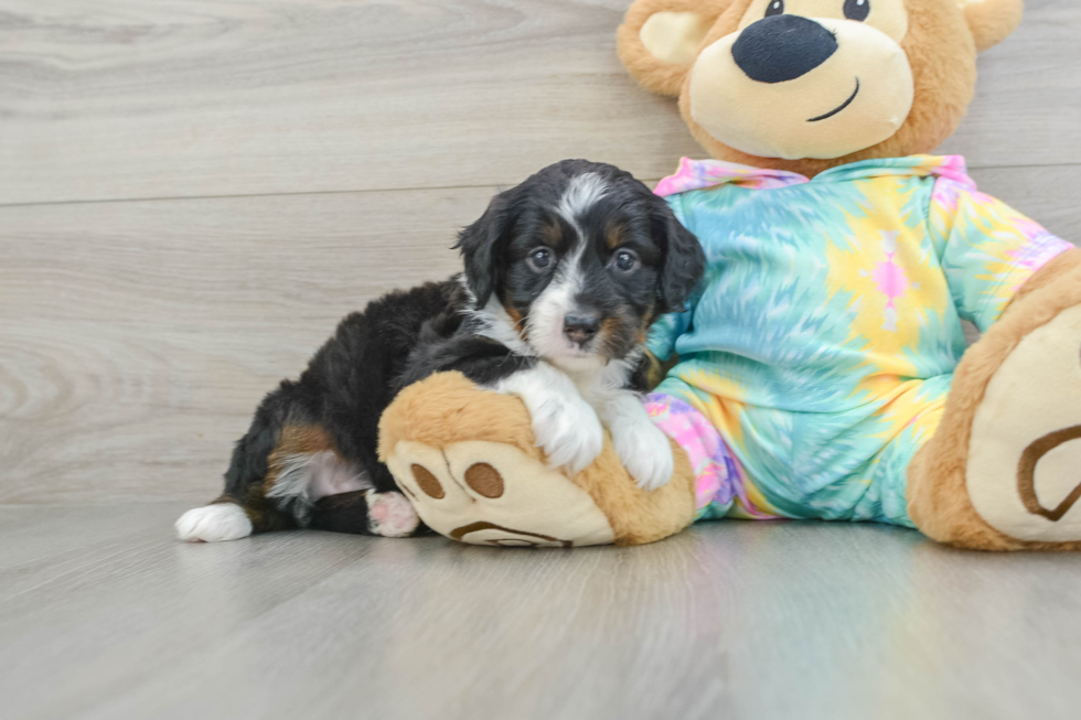 Best Mini Aussiedoodle Baby