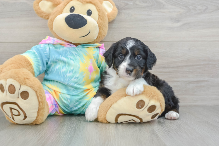 Playful Mini Aussiepoodle Poodle Mix Puppy