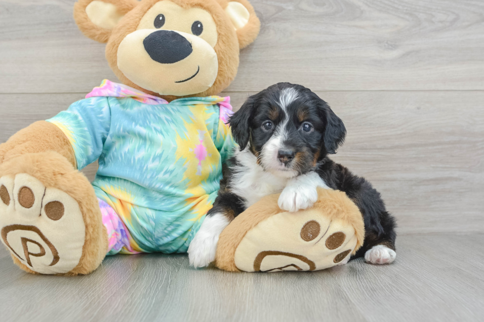 Playful Mini Aussiepoodle Poodle Mix Puppy