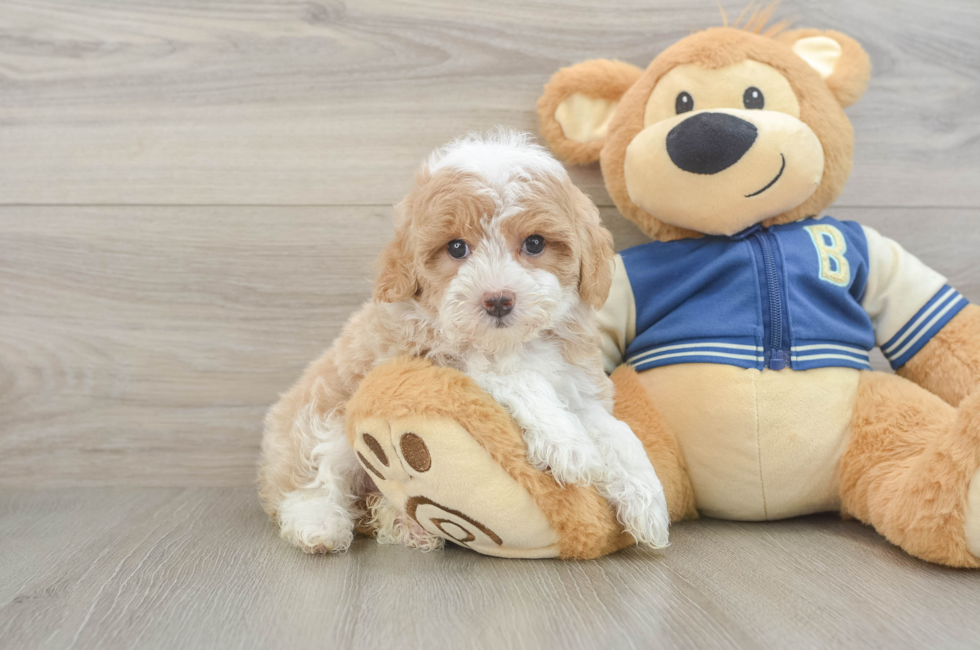 6 week old Mini Aussiedoodle Puppy For Sale - Fairfield Furbabies