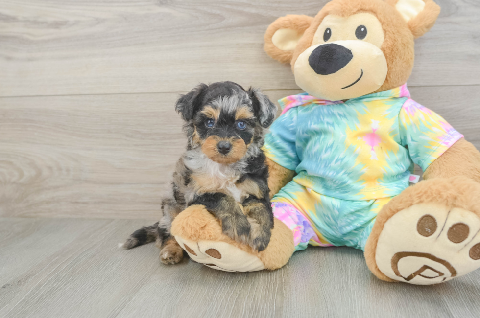 5 week old Mini Aussiedoodle Puppy For Sale - Fairfield Furbabies