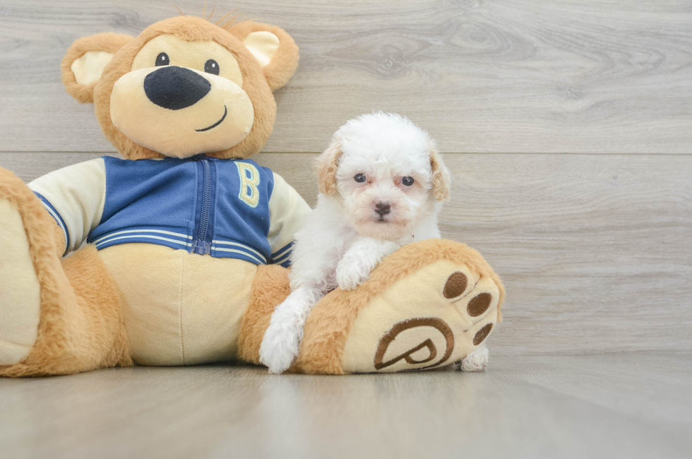 6 week old Mini Aussiedoodle Puppy For Sale - Fairfield Furbabies