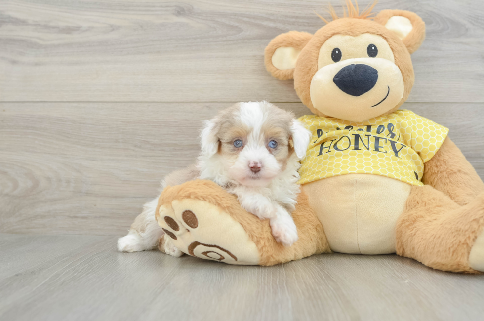 6 week old Mini Aussiedoodle Puppy For Sale - Fairfield Furbabies