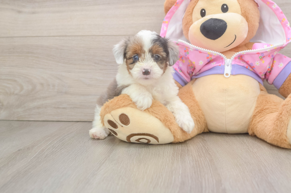 6 week old Mini Aussiedoodle Puppy For Sale - Fairfield Furbabies