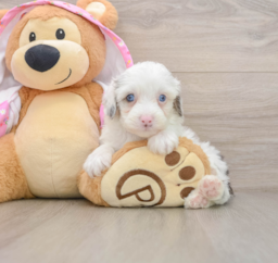 7 week old Mini Aussiedoodle Puppy For Sale - Fairfield Furbabies
