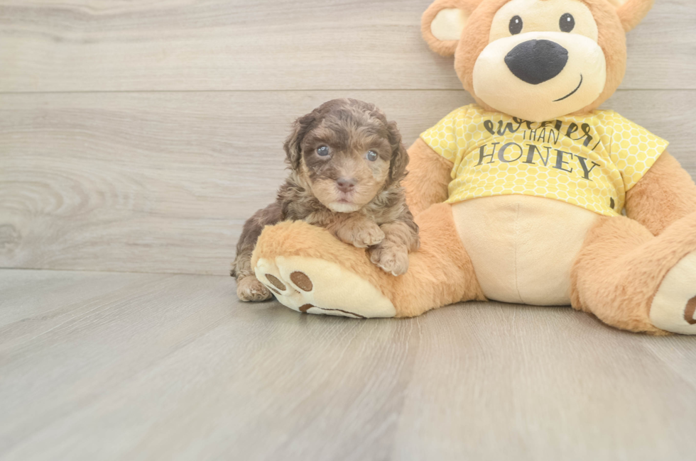 5 week old Mini Aussiedoodle Puppy For Sale - Fairfield Furbabies