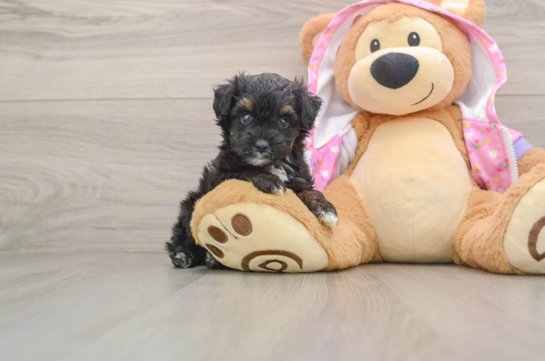 FALK, a Mini Aussiedoodle littermate