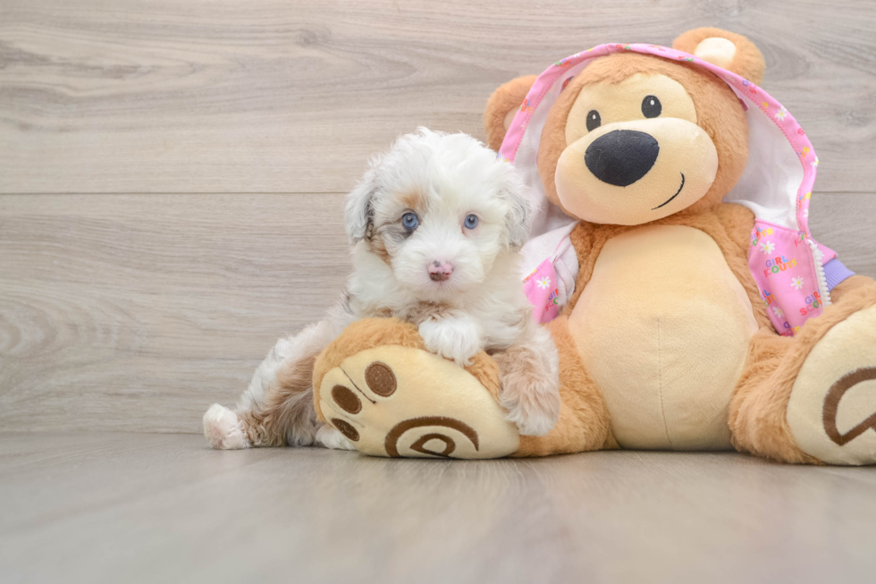 Mini Aussiedoodle Pup Being Cute