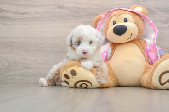 FERRARI, a Mini Aussiedoodle littermate