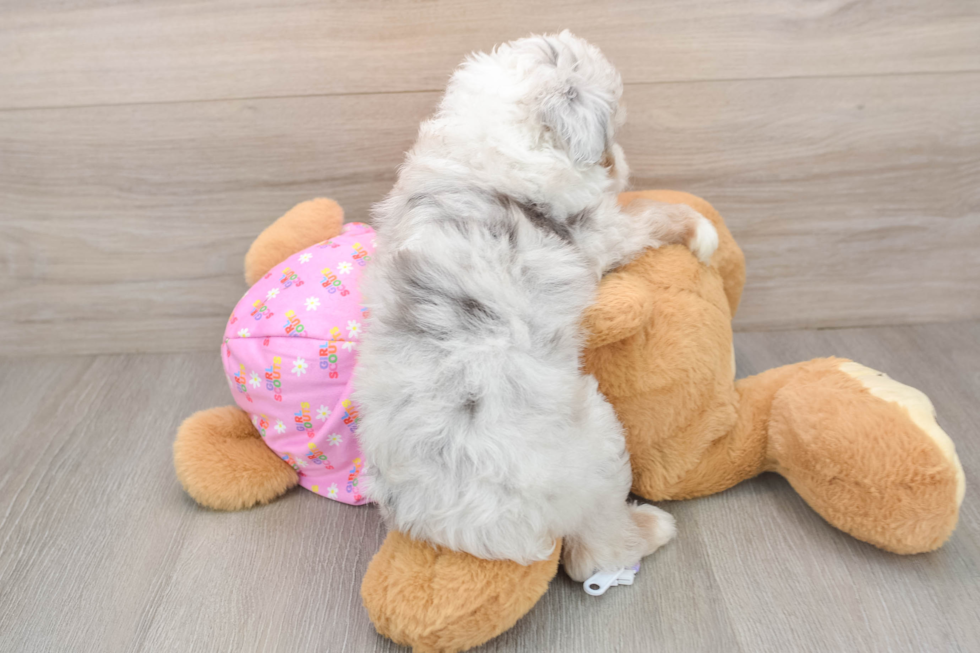 Mini Aussiedoodle Pup Being Cute