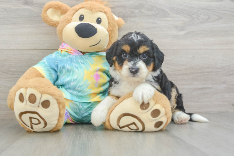 Popular Mini Aussiedoodle Poodle Mix Pup
