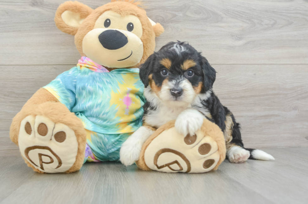6 week old Mini Aussiedoodle Puppy For Sale - Fairfield Furbabies