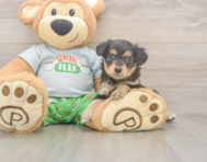 7 week old Mini Aussiedoodle Puppy For Sale - Fairfield Furbabies