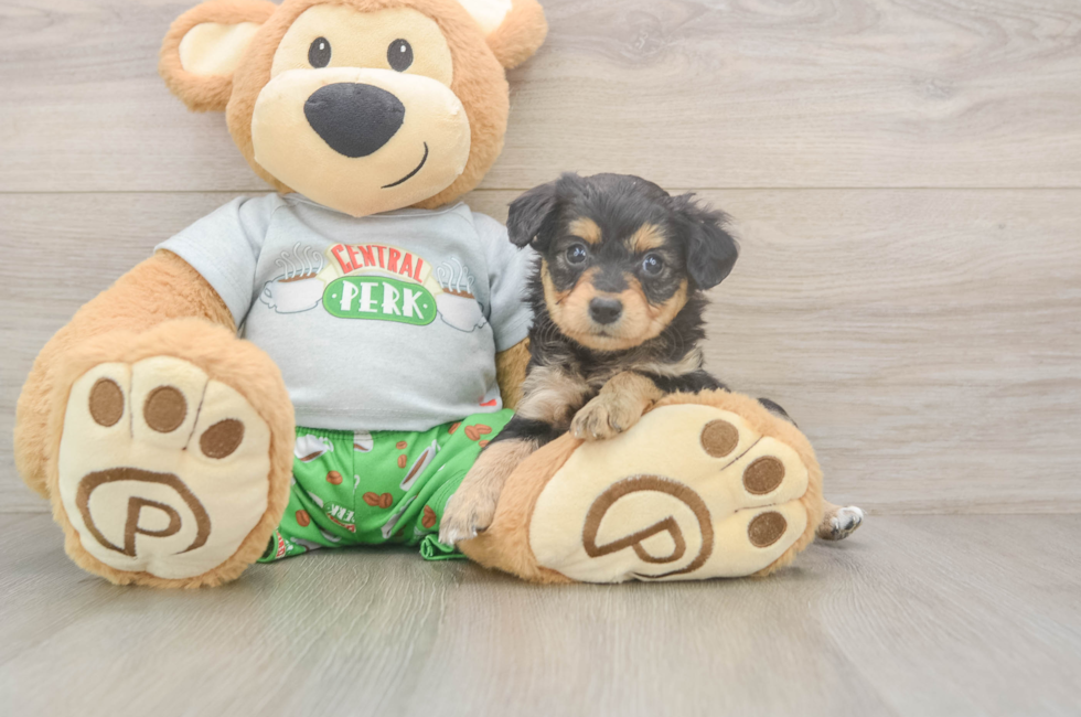 7 week old Mini Aussiedoodle Puppy For Sale - Fairfield Furbabies
