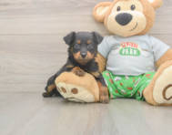 7 week old Mini Aussiedoodle Puppy For Sale - Fairfield Furbabies