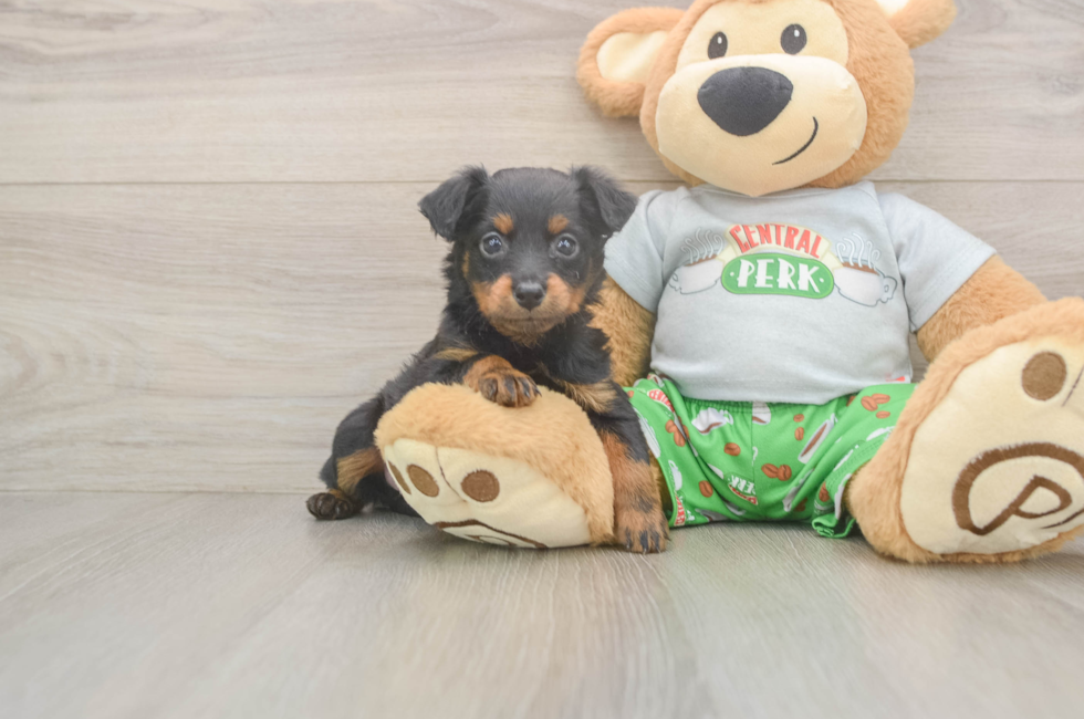 7 week old Mini Aussiedoodle Puppy For Sale - Fairfield Furbabies