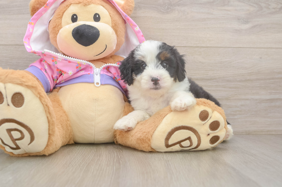 6 week old Mini Aussiedoodle Puppy For Sale - Fairfield Furbabies