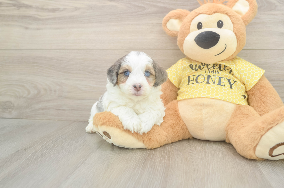 5 week old Mini Aussiedoodle Puppy For Sale - Fairfield Furbabies