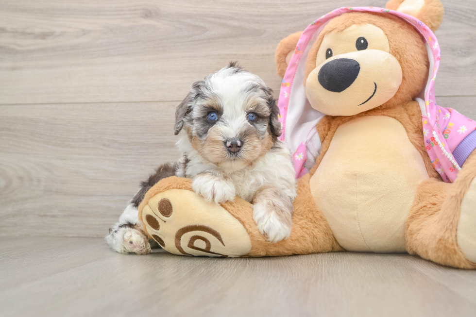 Best Mini Aussiedoodle Baby