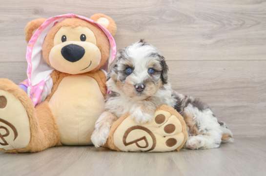 FIGARO, a Mini Aussiedoodle littermate
