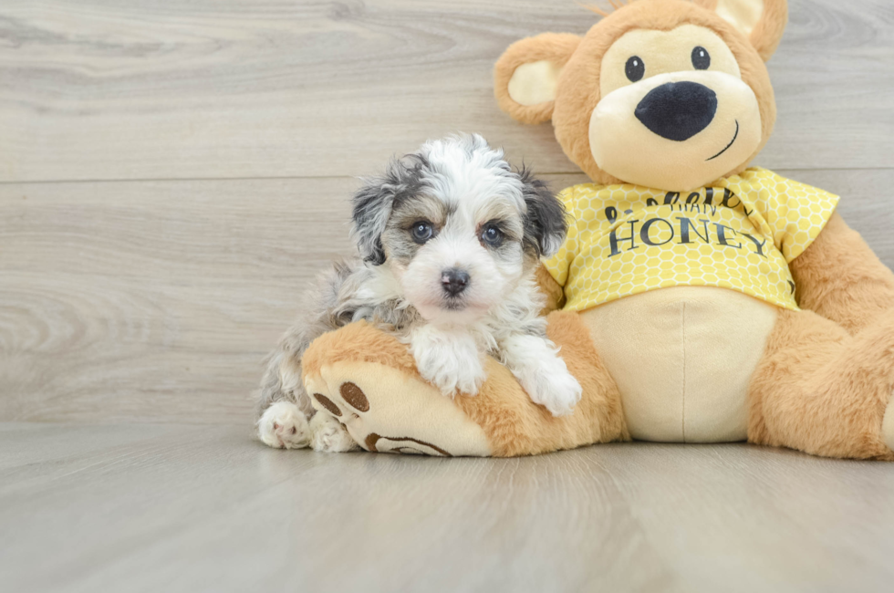 6 week old Mini Aussiedoodle Puppy For Sale - Fairfield Furbabies