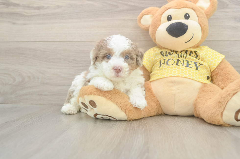5 week old Mini Aussiedoodle Puppy For Sale - Fairfield Furbabies