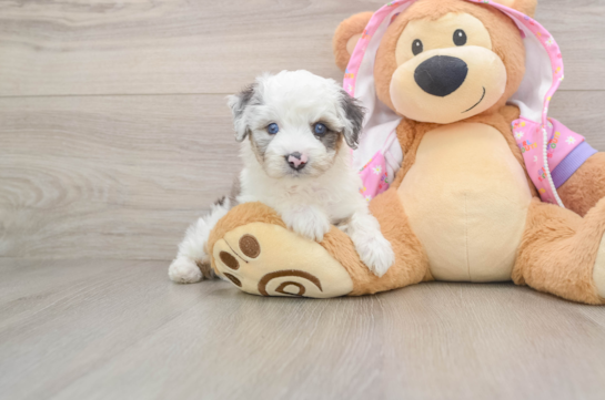 FINNICK, a Mini Aussiedoodle littermate