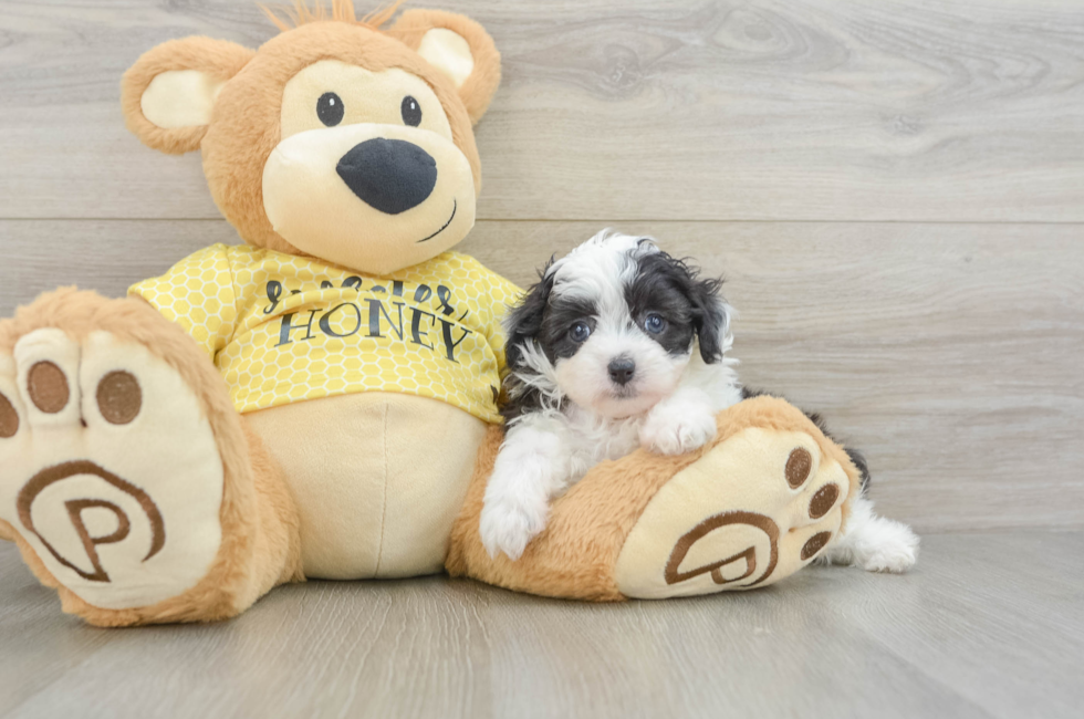 6 week old Mini Aussiedoodle Puppy For Sale - Fairfield Furbabies