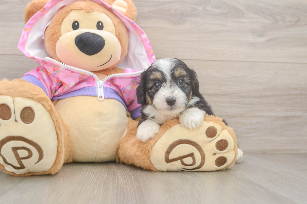 6 week old Mini Aussiedoodle Puppy For Sale - Fairfield Furbabies