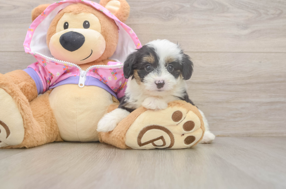 6 week old Mini Aussiedoodle Puppy For Sale - Fairfield Furbabies