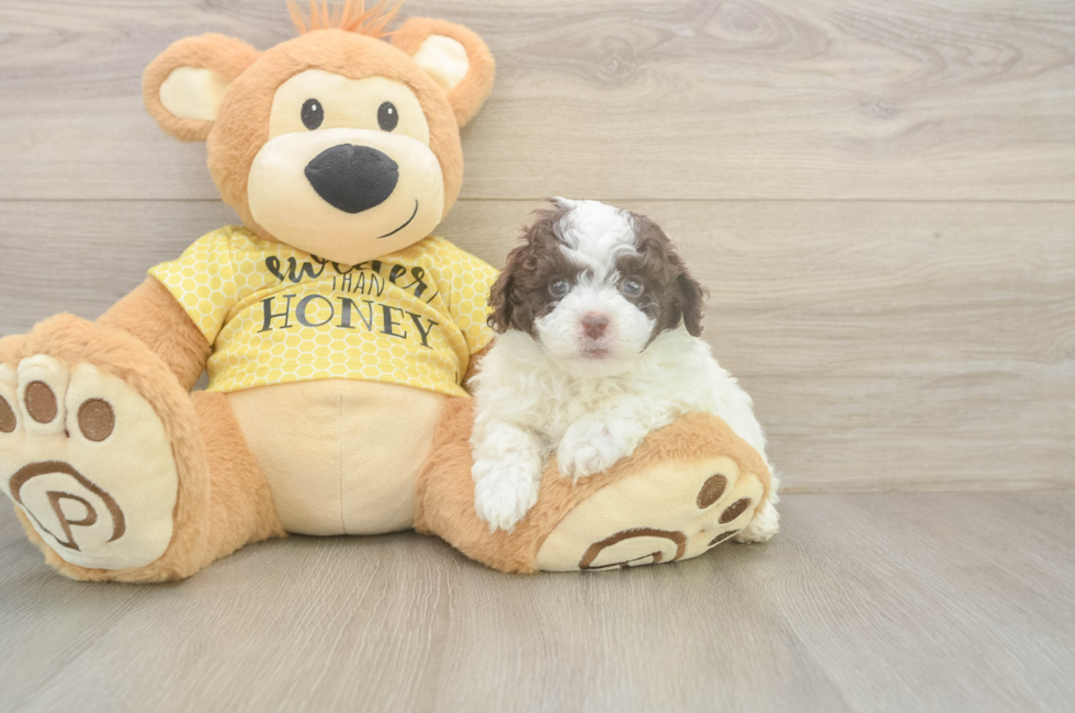5 week old Mini Aussiedoodle Puppy For Sale - Fairfield Furbabies