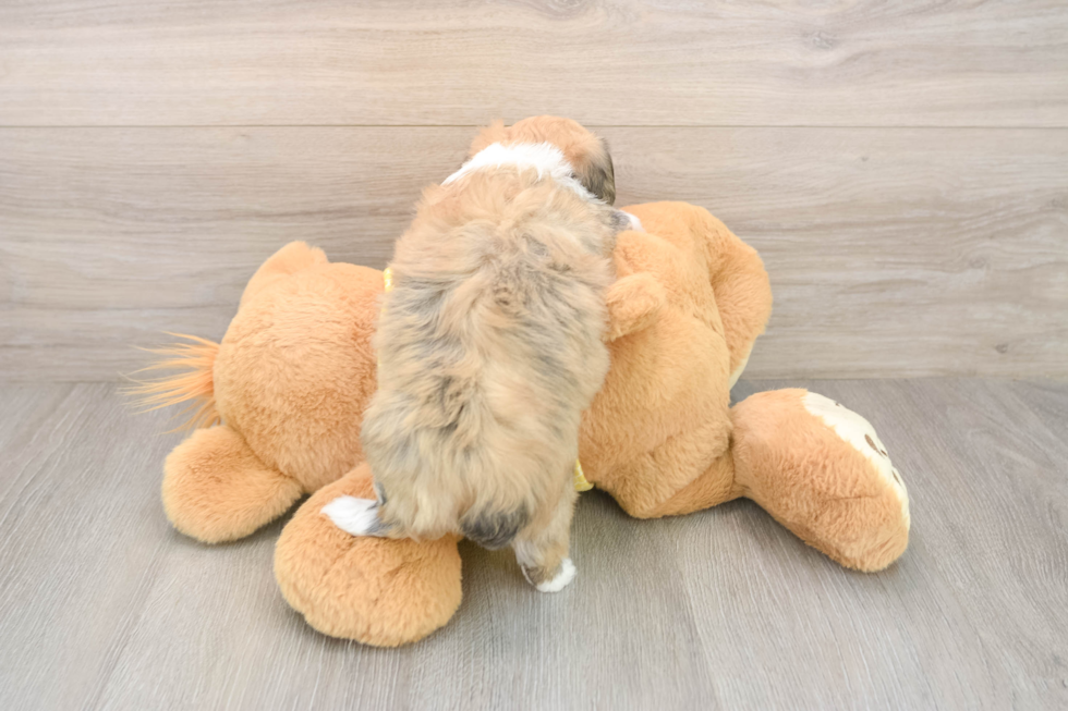 Mini Aussiedoodle Pup Being Cute